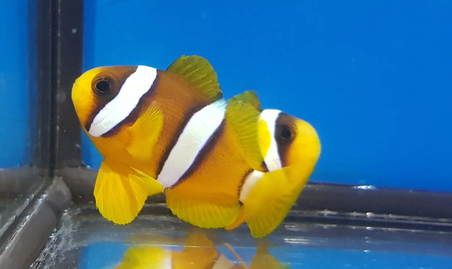 Amphiprion clarkii