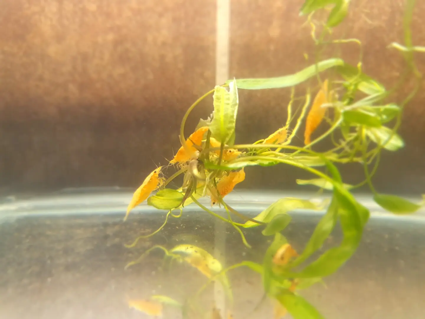 Neocaridina davidi orange sakura