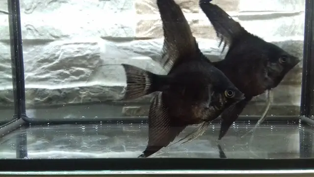 Pterophyllum scal." black"